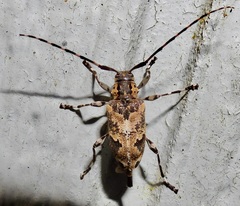 Graphisurus triangulifer