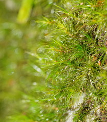 Dicranoloma menziesii