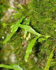 Notogrammitis billardierei