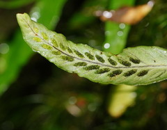 Notogrammitis billardierei