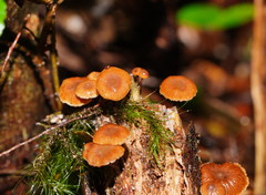 Kuehneromyces brunneoalbescens