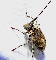 Graphisurus triangulifer