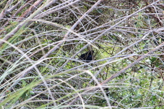 Diglossa lafresnayii