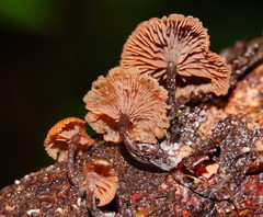Kuehneromyces brunneoalbescens