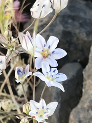 Triteleia lilacina