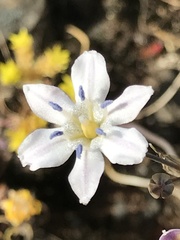 Triteleia lilacina