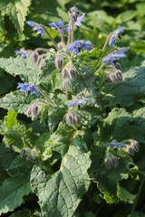 Borago