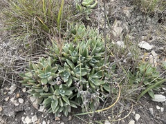 Dudleya abramsii