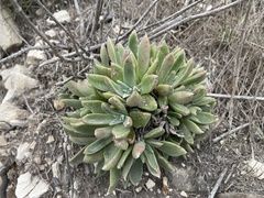Dudleya abramsii