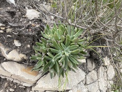 Dudleya abramsii