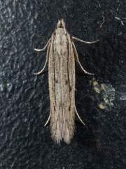 Isophrictis trimaculella