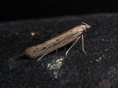 Isophrictis trimaculella