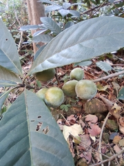 Elaeocarpus decipiens