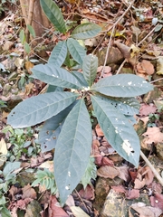 Elaeocarpus decipiens