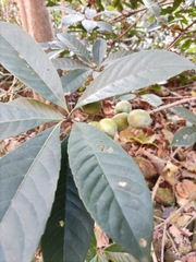 Elaeocarpus decipiens