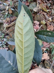 Elaeocarpus decipiens