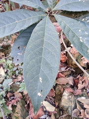 Elaeocarpus decipiens