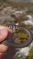 Psammophis leightoni