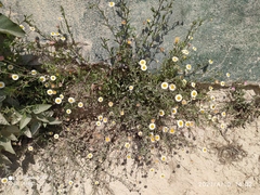 Erigeron longipes