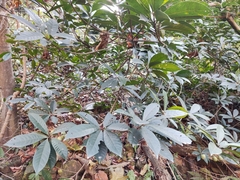 Elaeocarpus decipiens