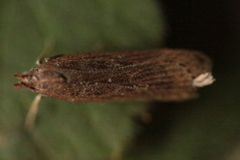 Helcystogramma triannulella
