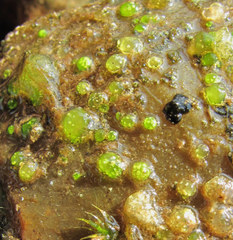 Chaetophora