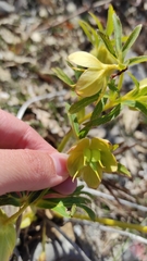 Helleborus multifidus