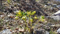 Helleborus multifidus