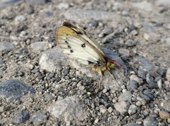 Colias vauthierii