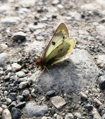 Colias vauthierii