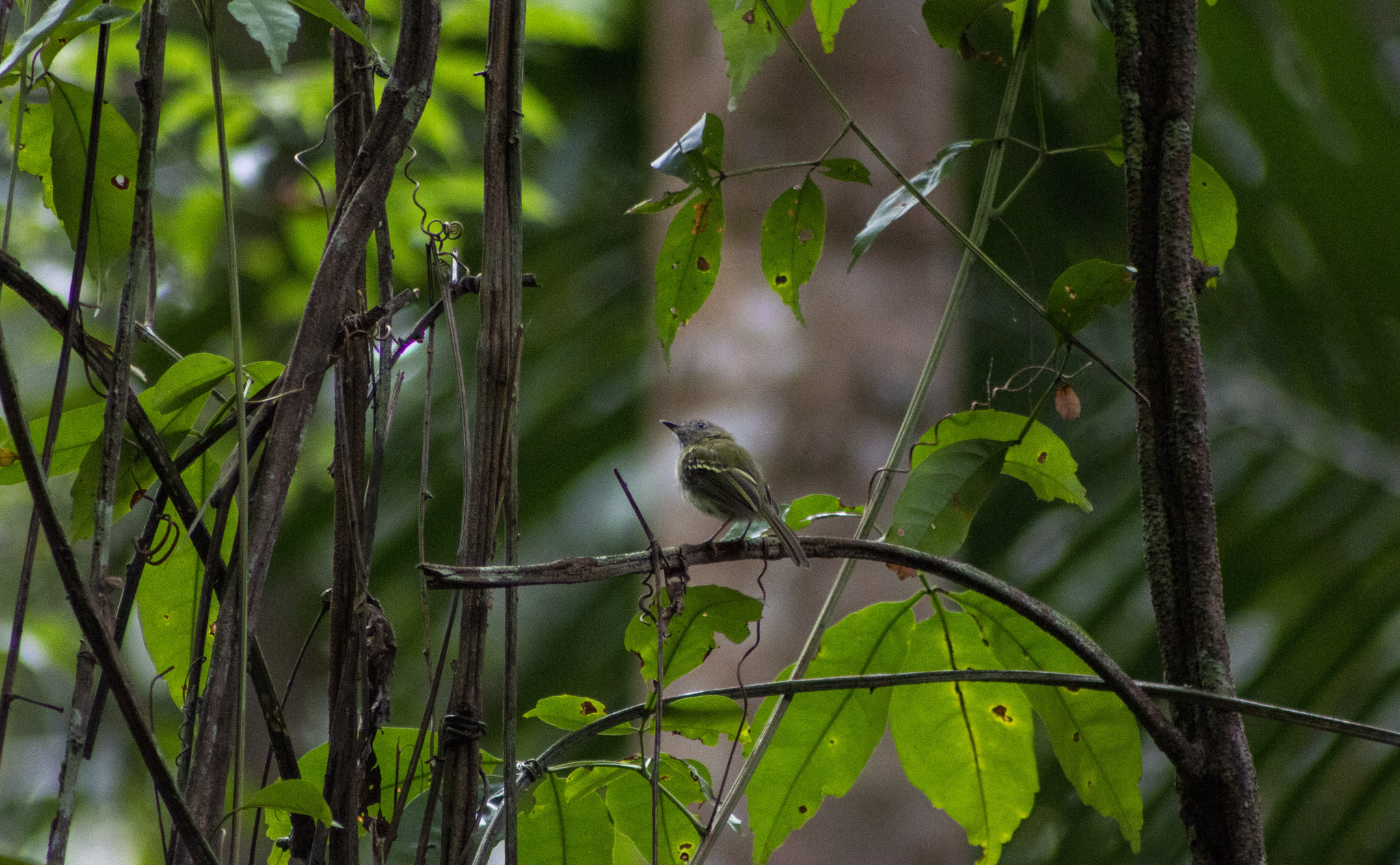 White-bellied Tody-Tyrant (Hemitriccus griseipectus), photo 4
