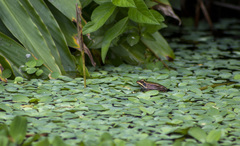 Lithobates palmipes