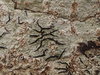 Flowing Script - Photo (c) Vitaly Charny, some rights reserved (CC BY-NC), uploaded by Vitaly Charny