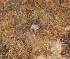 Ortholasma rugosum