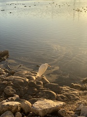 Ardea alba