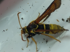 Paranthrene robiniae