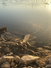Ardea alba