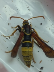 Paranthrene robiniae