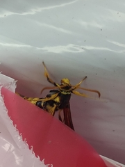 Paranthrene robiniae