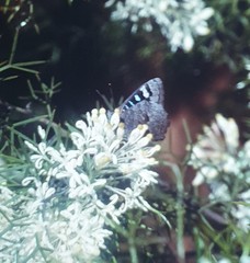Ogyris amaryllis