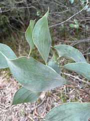 Hakea petiolaris