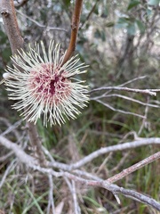 Hakea petiolaris