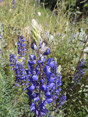 Lupinus benthamii