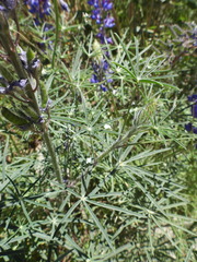 Lupinus benthamii