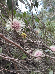 Hakea petiolaris