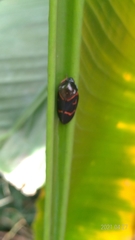 Okiscarta uchidae