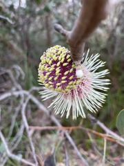 Hakea petiolaris