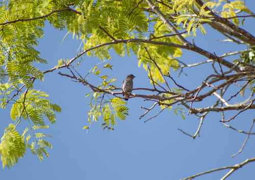 Buff-throated Purpletuft