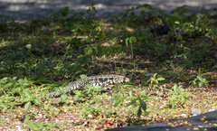 Salvator merianae merianae