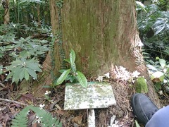 Calocedrus formosana